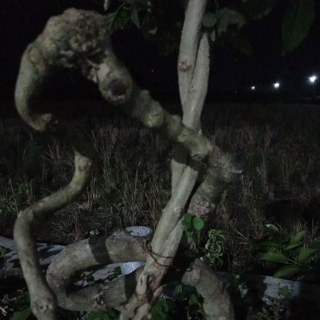 stek batang bunga lantana bahan bonsai 10 batang 20 cm