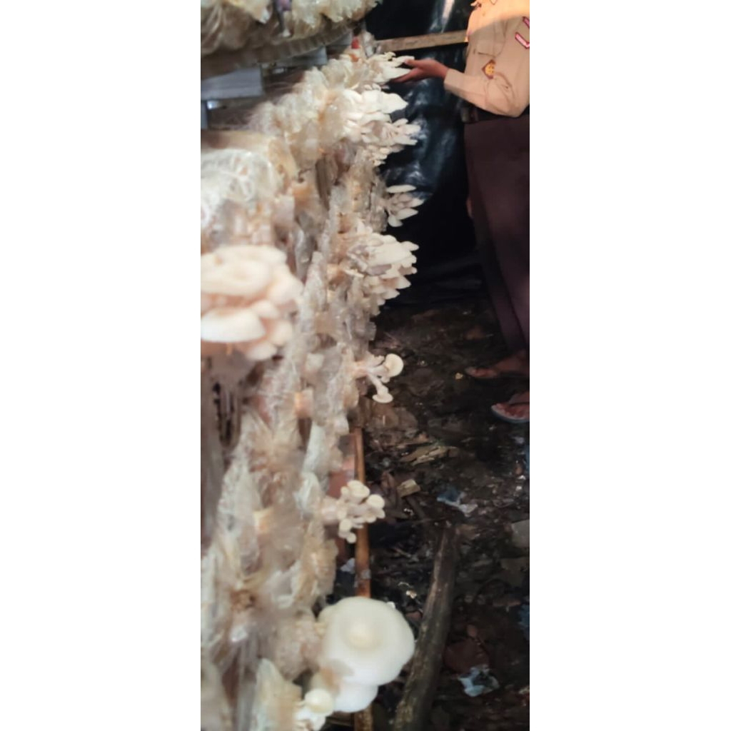 

Bibit jamur tiram media jagung utuh siap tebar 4500