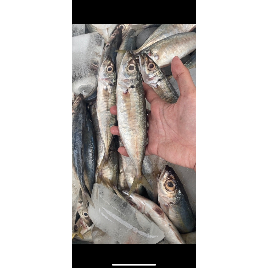 

ikan lajang besar fresh