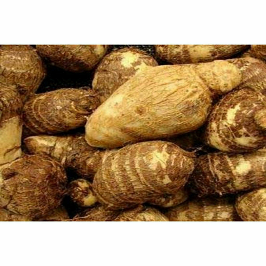 Talas mbote fresh | talas mbote punel