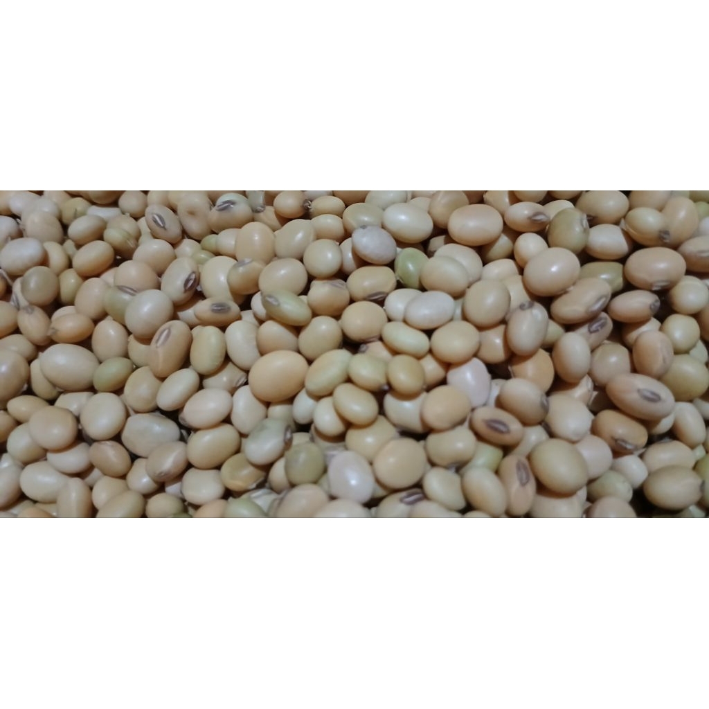 

kedelai organik bisa untuk benih 1 kg