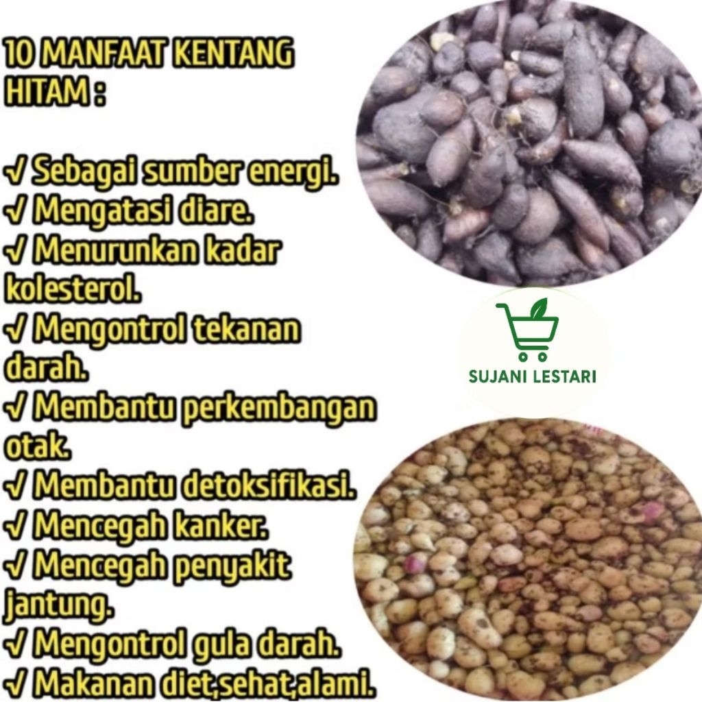 

Umbi kentang hitam langka 1 kg,siap olah/siap masak.