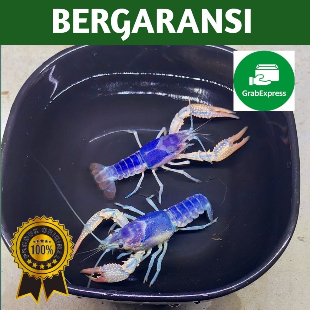 KHUSUS GRAB INSTAN // purple clarky // lobster biru // lobster air tawar isi 2 (1jantan 1betina) 100