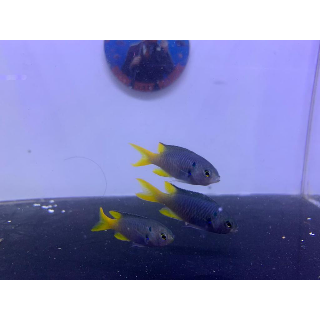 Betok Gunting / Jae Jae Ekor Kuning / Yellowtail demoiselle