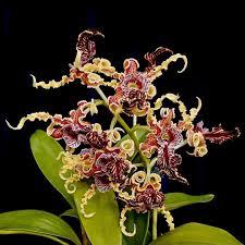 Anggrek Dendrobium Spectabile