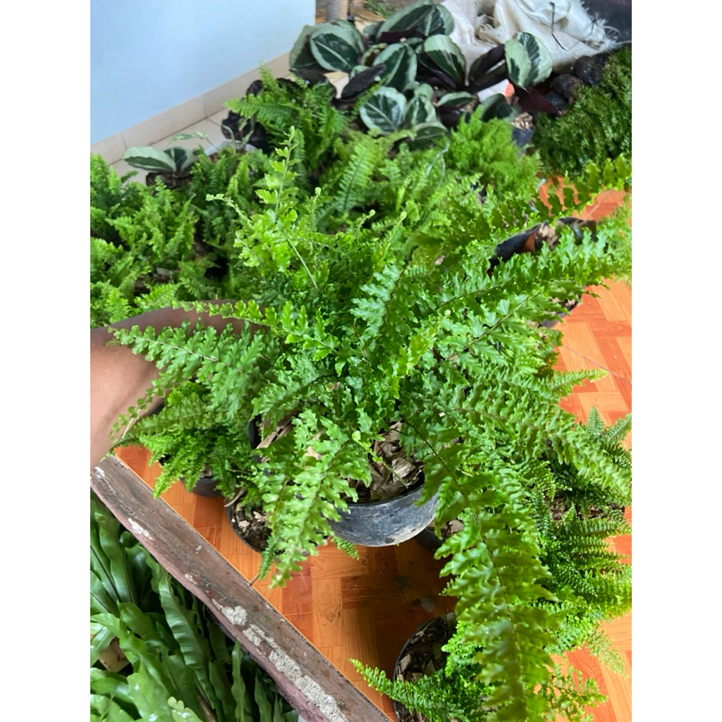 ( BISA COD ) Tanaman Hias Pakis Boston Rimbun / Tanaman Gantung Pakis Boston / Tanaman Pakis Boston 