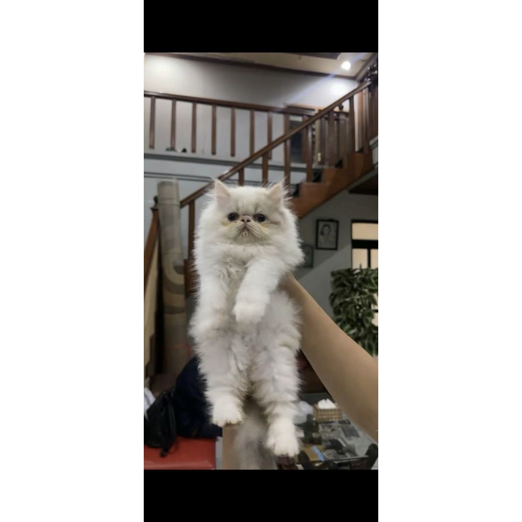 peaknose