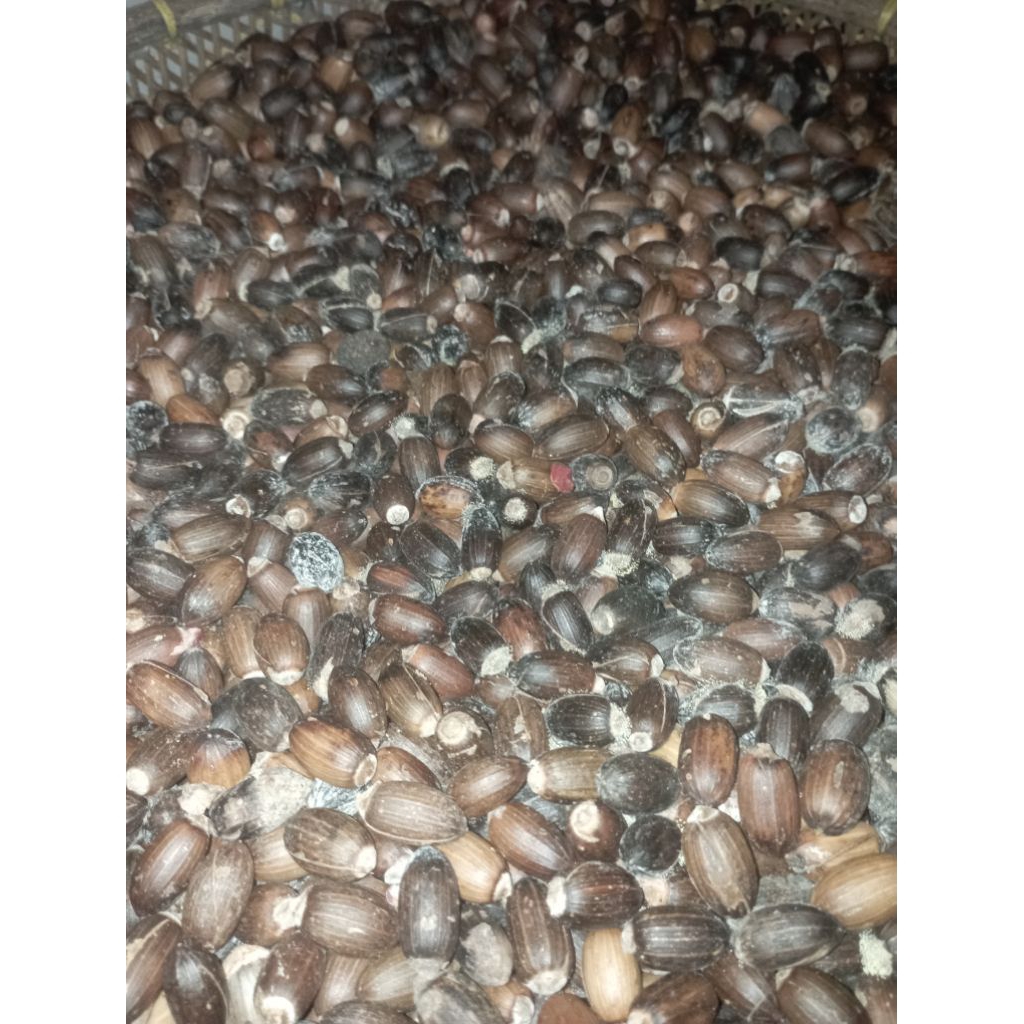 

1kg biji melinjo bahan emping fresh di jamin dalemnya bagus