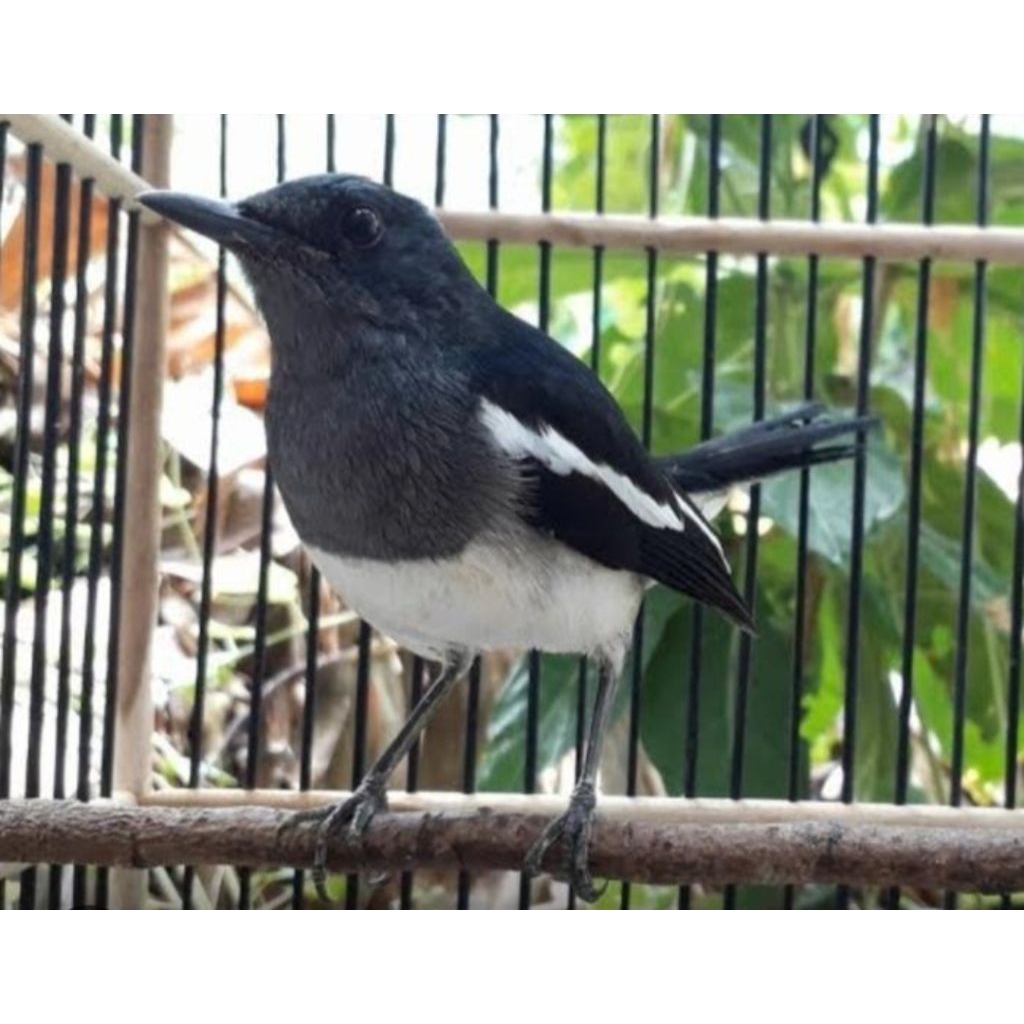 burung Kacer betina siapan