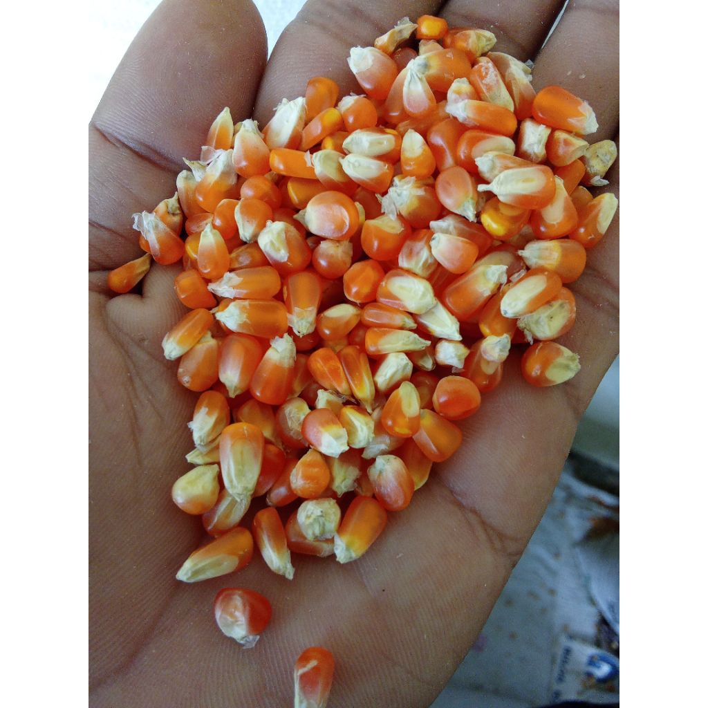 jagung kecil Kristal pakan burung