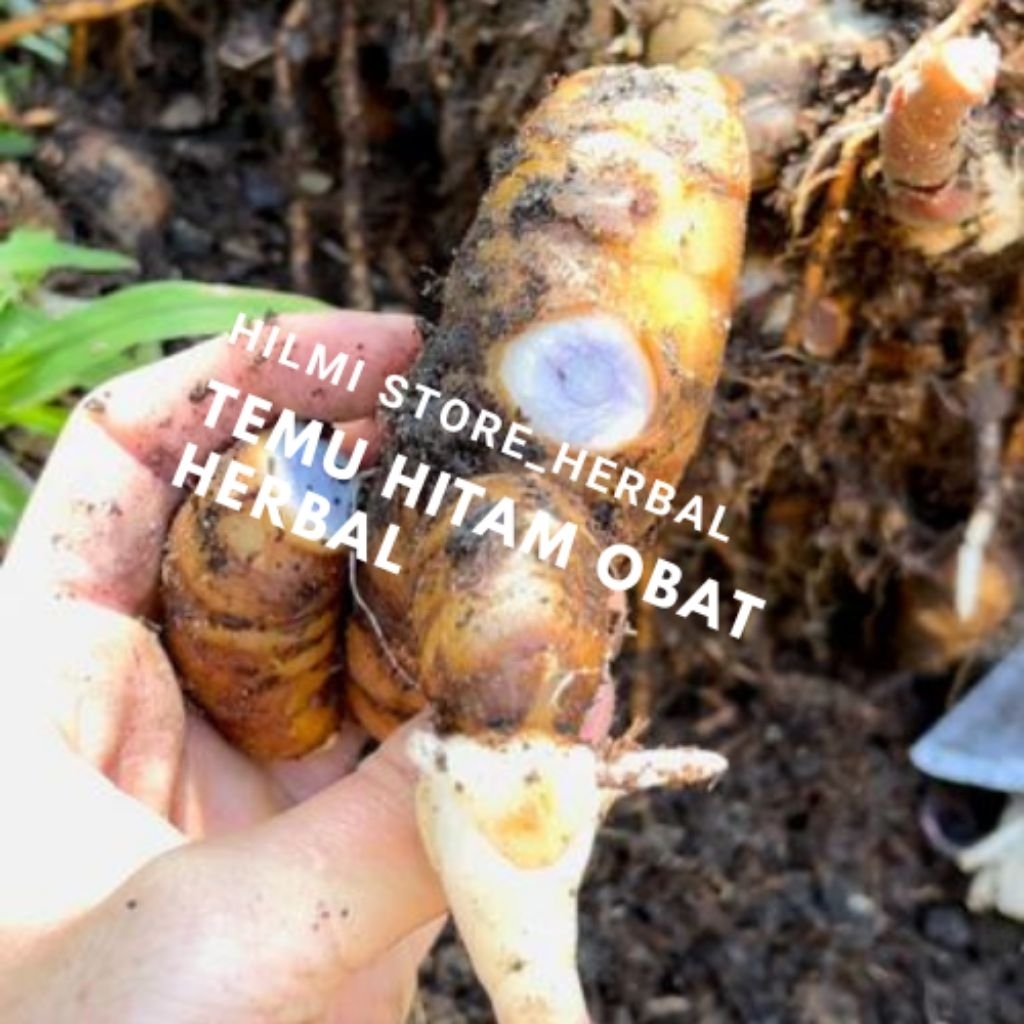 

temu ireng/temu hitam segar 100% asli berat 1 kg
