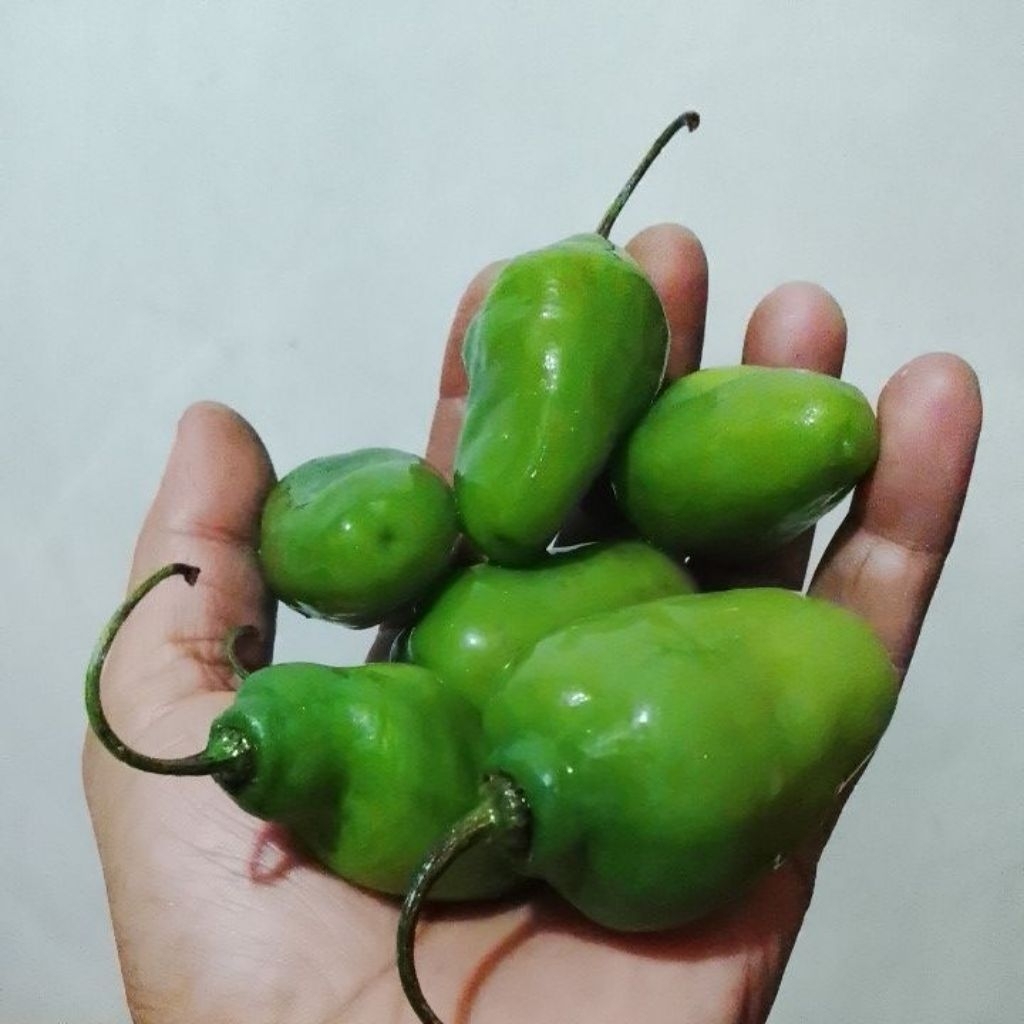 

cabe benot segar murah 1000gr