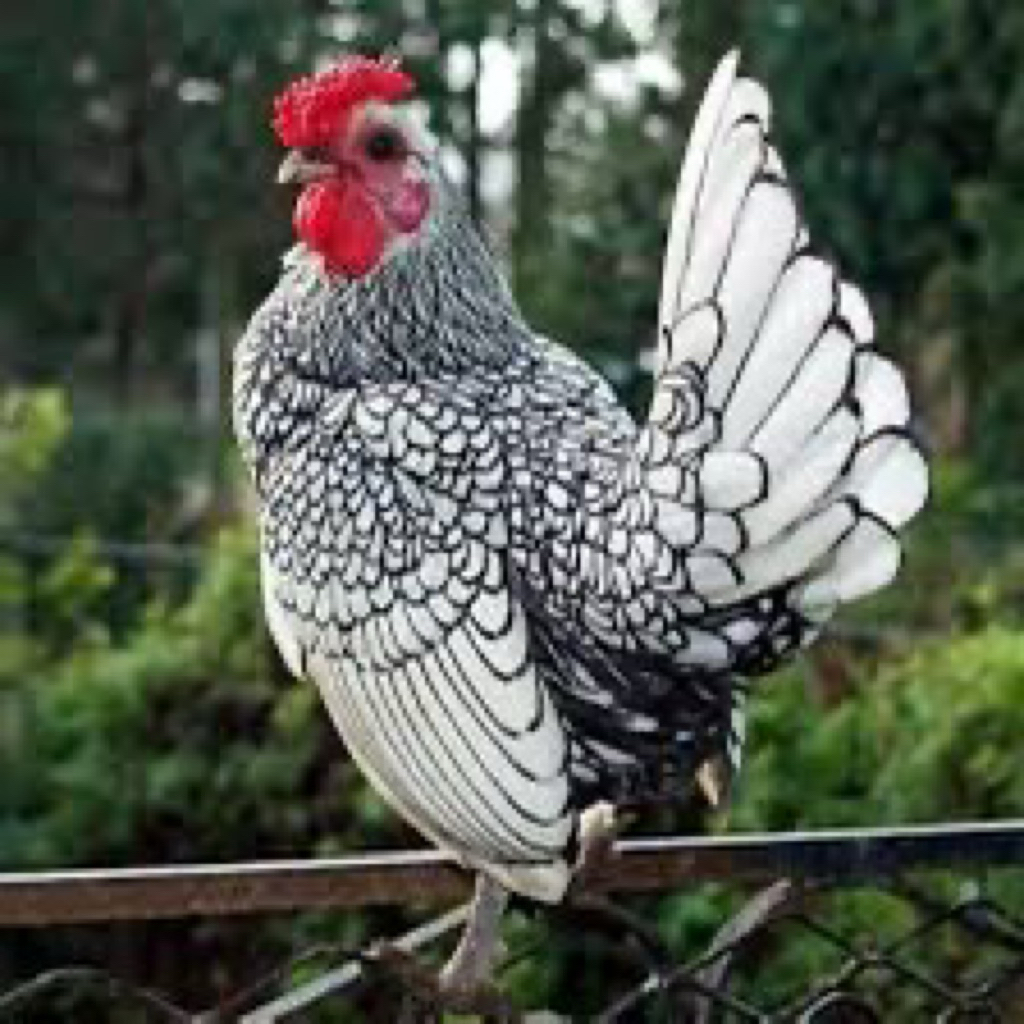 

TELUR FERTIL AYAM BATIK UNTUK DITETASKAN