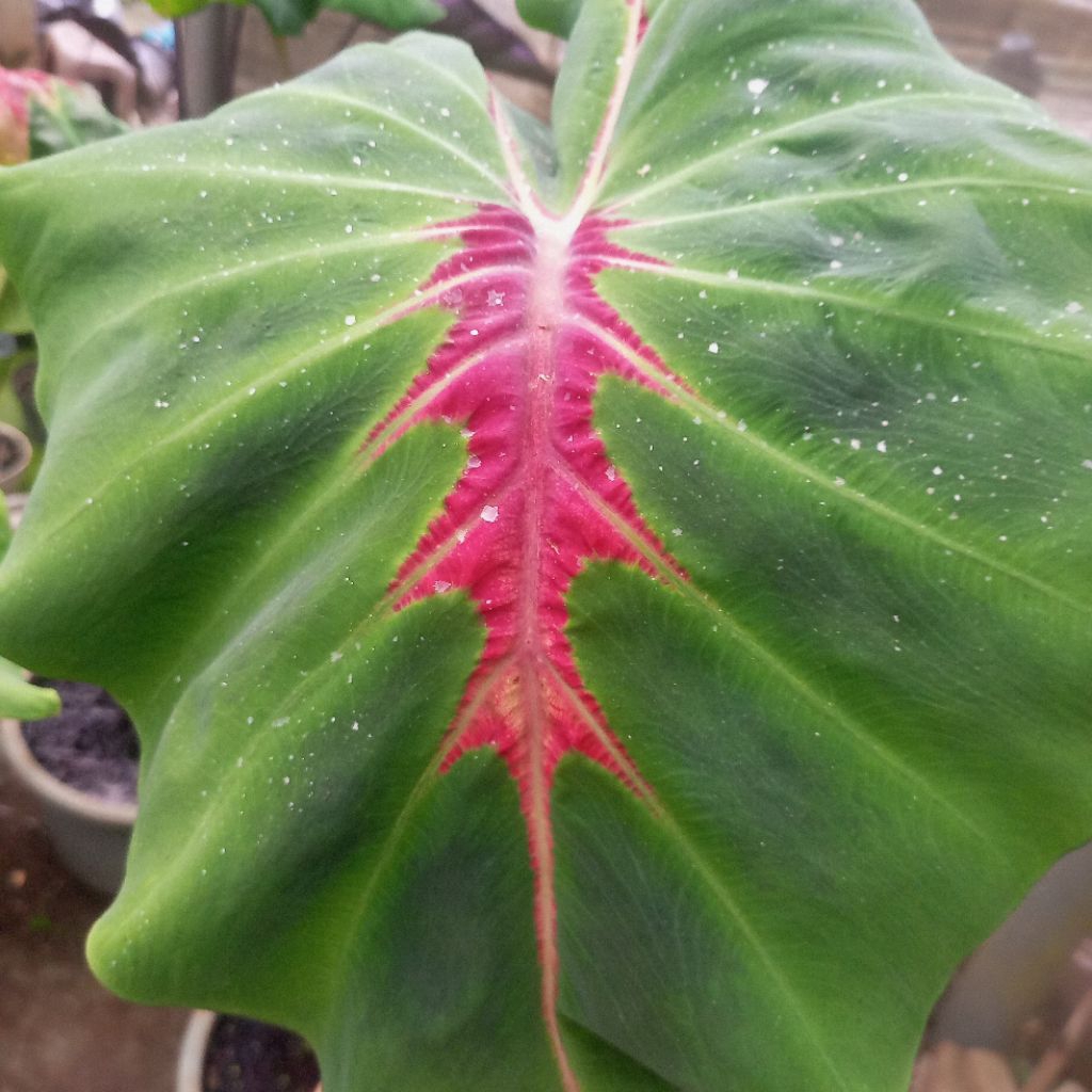 Colocasia air mata ular size anakan