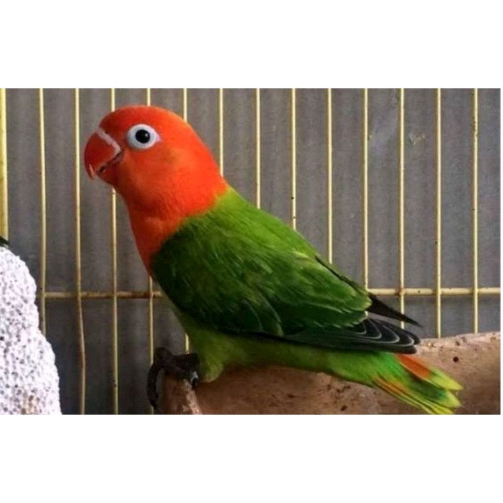 Burung Lovebird biola Ewing green