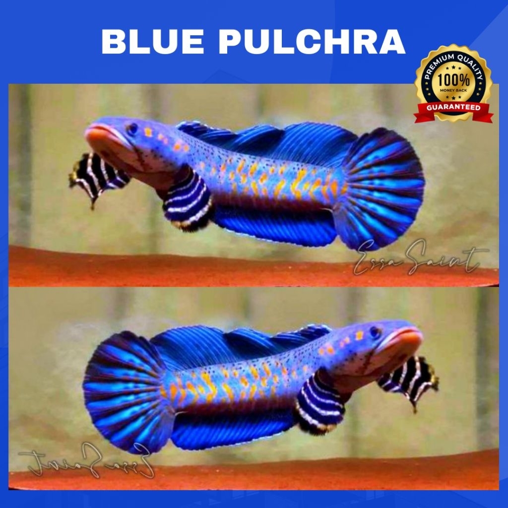(CHANNA) - BLUE PULCHRA | Dorsal Biru Full Dot Yellow Spot | SINGLE TANK - BEST SORTIRAN | Snakehead