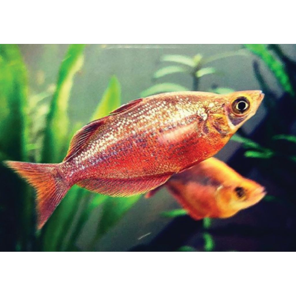 ikan rainbow merah bahan top grade