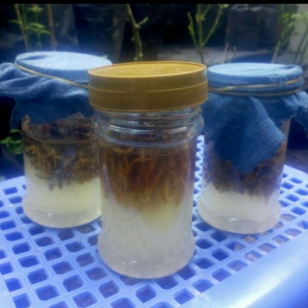 bibit biyang jakaba super pupuk organik termurah