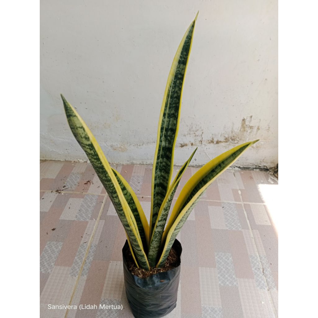 Sansivera (Lidah Mertua)