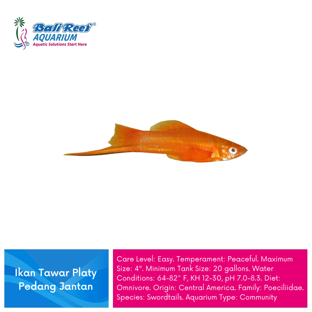 Ikan Hias Aquascape Platy Pedang Jantan