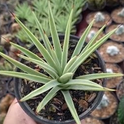 Kaktus Agave Striata Murah ( Kaktus berduri )