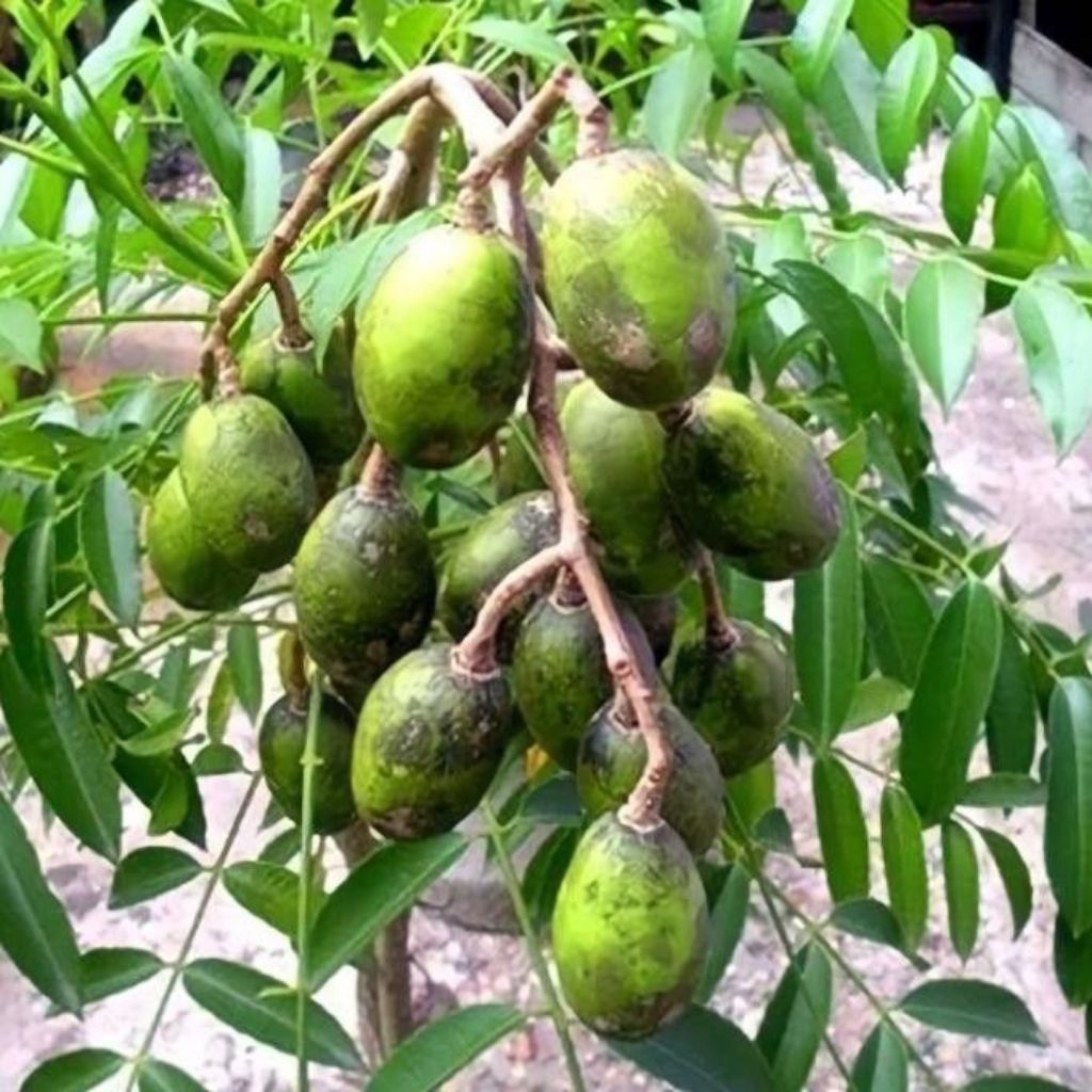 

buah kedondong 1kg Fresh