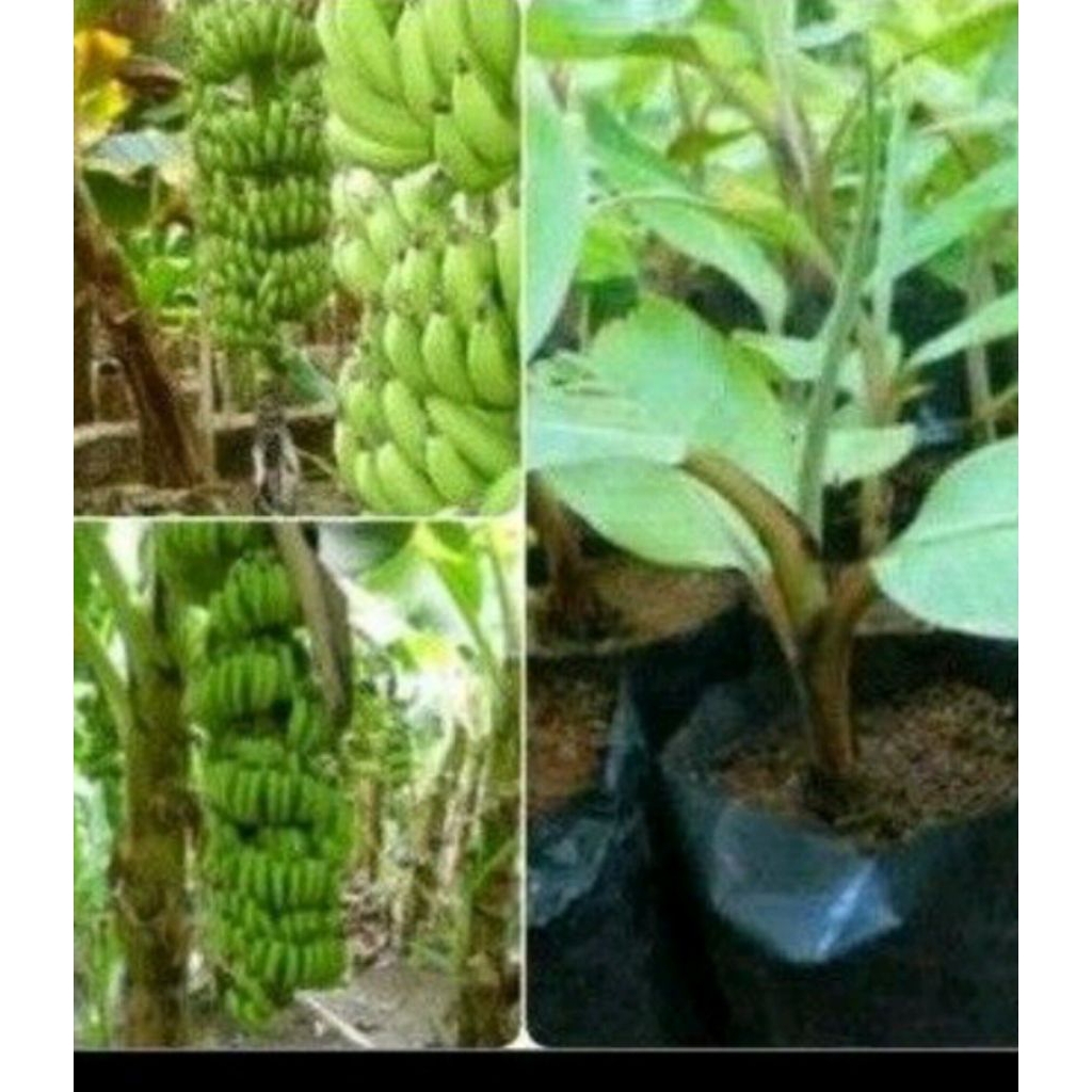 Bibit Pisang Ambon Super