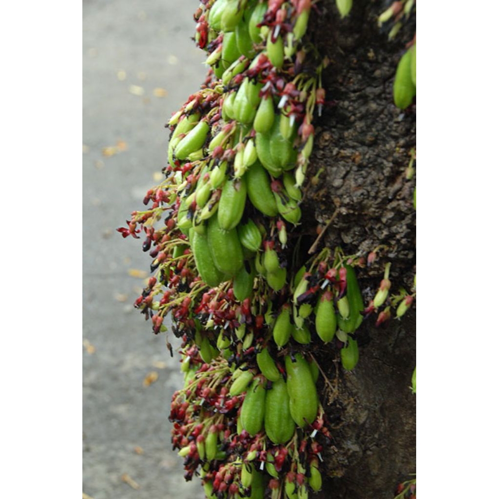 

Buah belimbing wuluh segar 1kg