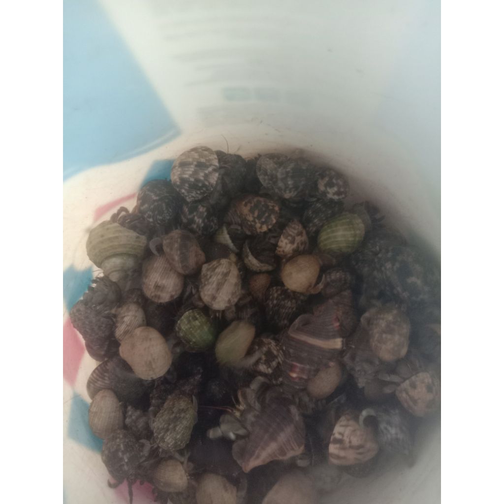 kelomang kecil jenis viola/rugo 1kg