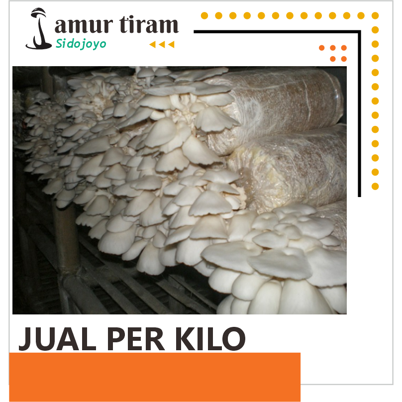 

Jamur Tiram Segar – Siap Kirim dengan kemasan Vacum yang jelas awetnya
