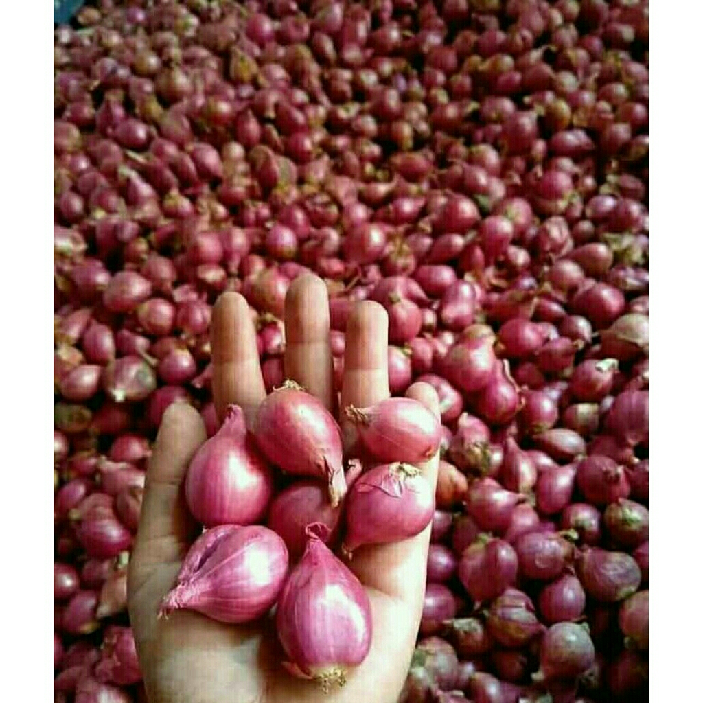 

Bawang Merah Jawa