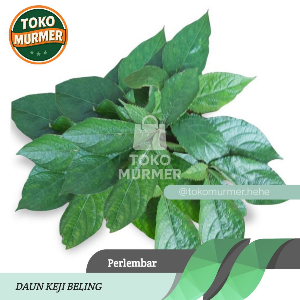 

Daun keji beling atau daun pecah beling obat herbal kencing batu herbal multi khasiat perlembar _Toko murmer