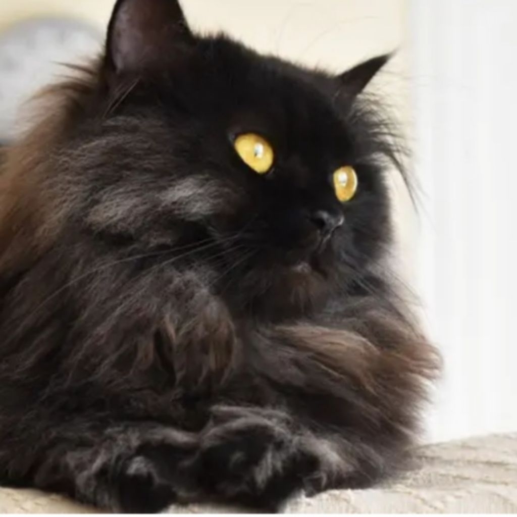 KUCING ANGGORA PEJANTAN UMUR 1 TAHUN