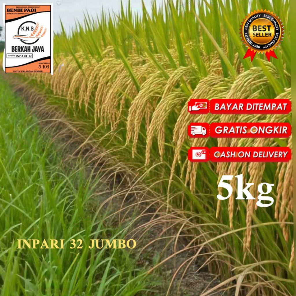 benih padi inpari 32 jumbo. kemasan 5kg