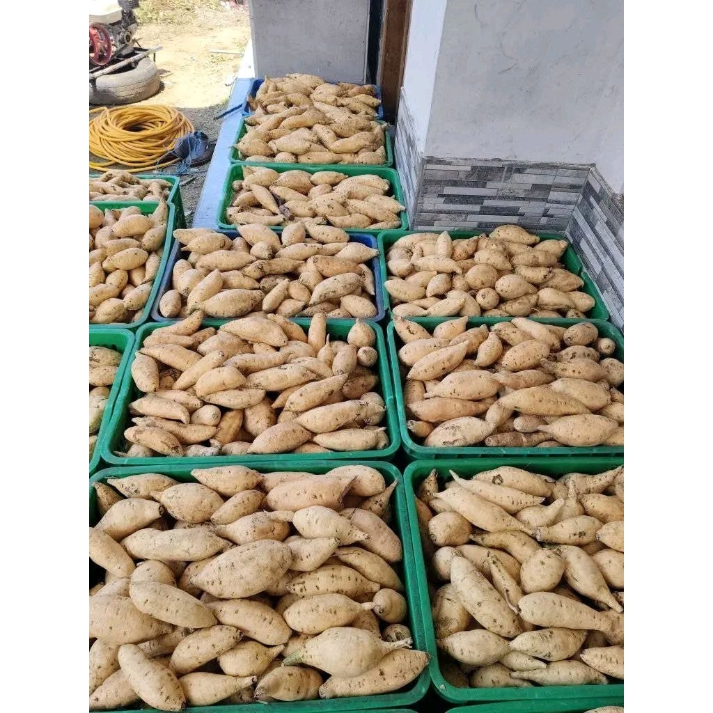 

1kg Ubi asli Cilembu mentah kecil