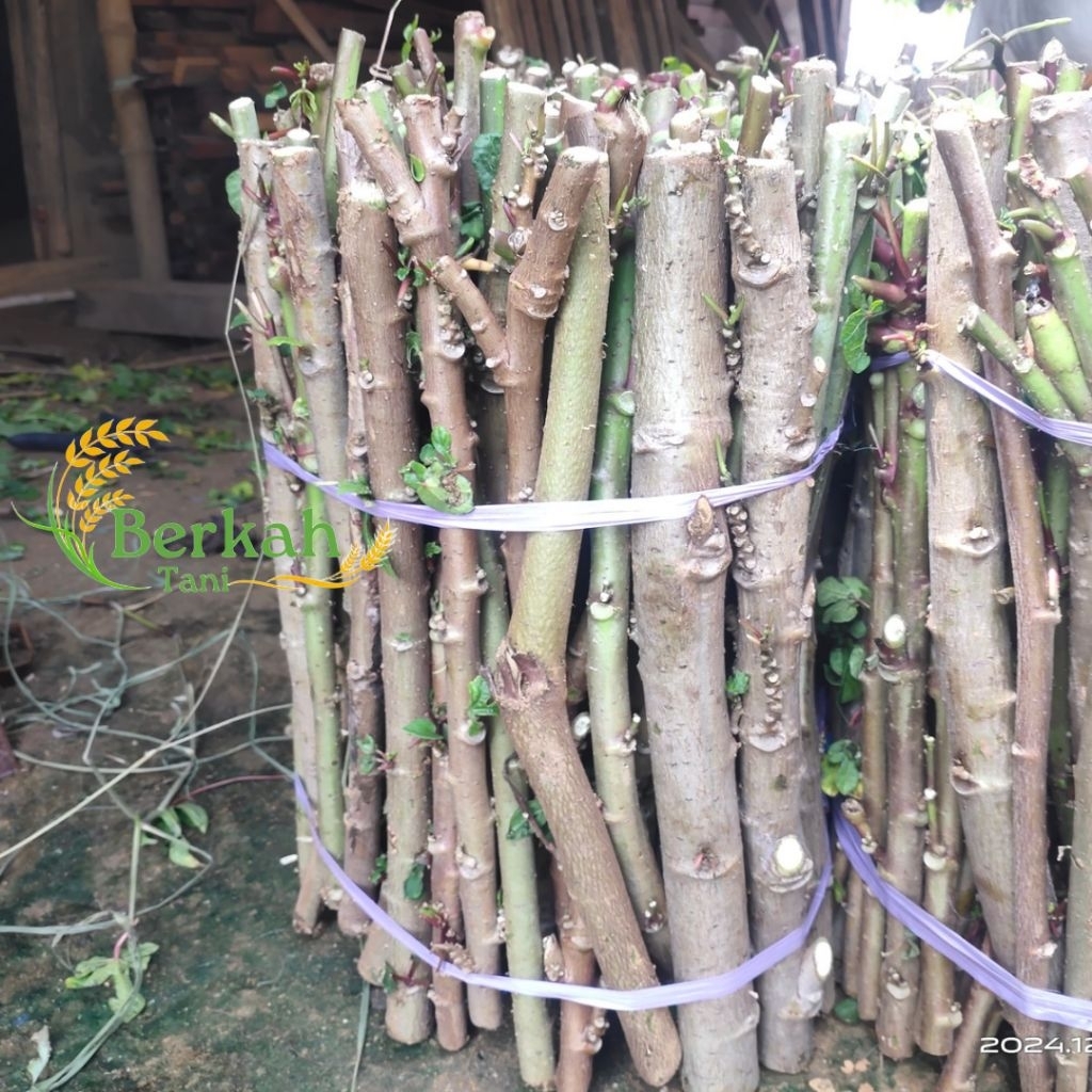 Bibit singkong papua / Telo papua