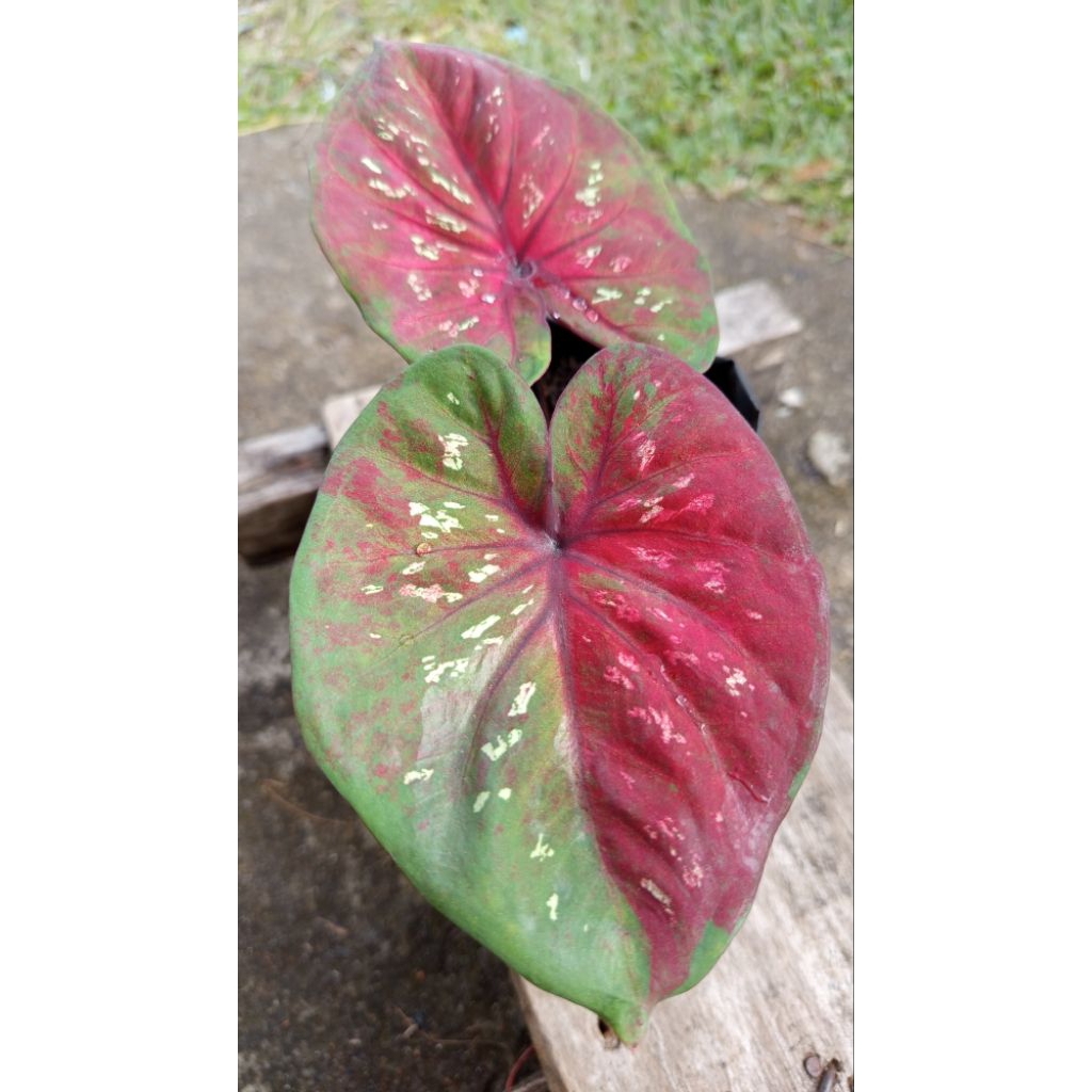 Tanaman Caladium Black Mamba daun lebar _Keladi sesuai foto