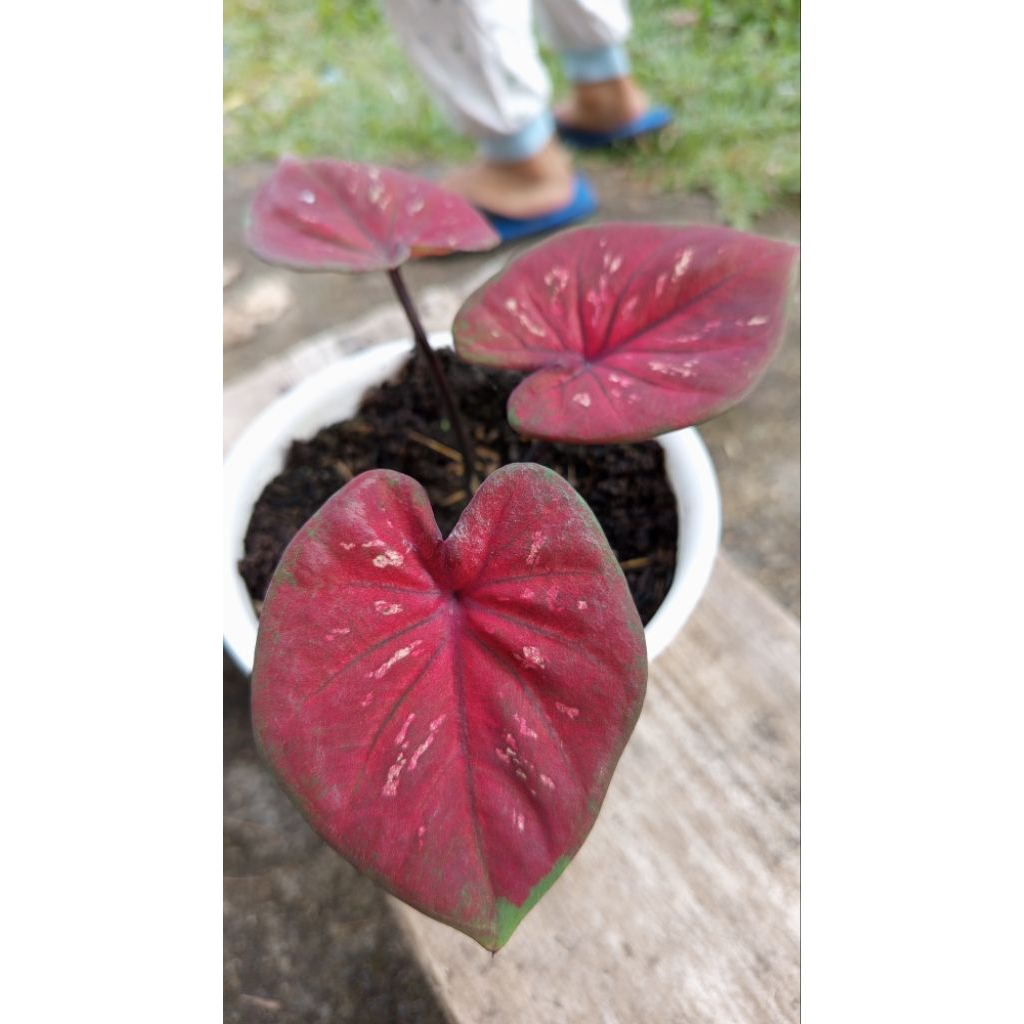 Caladium Black Mamba Menor -Tanaman Keladi sesuai foto
