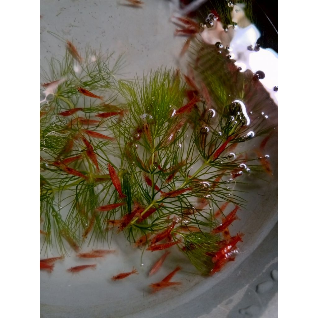 rcs_ shrim_pembasmi lumut