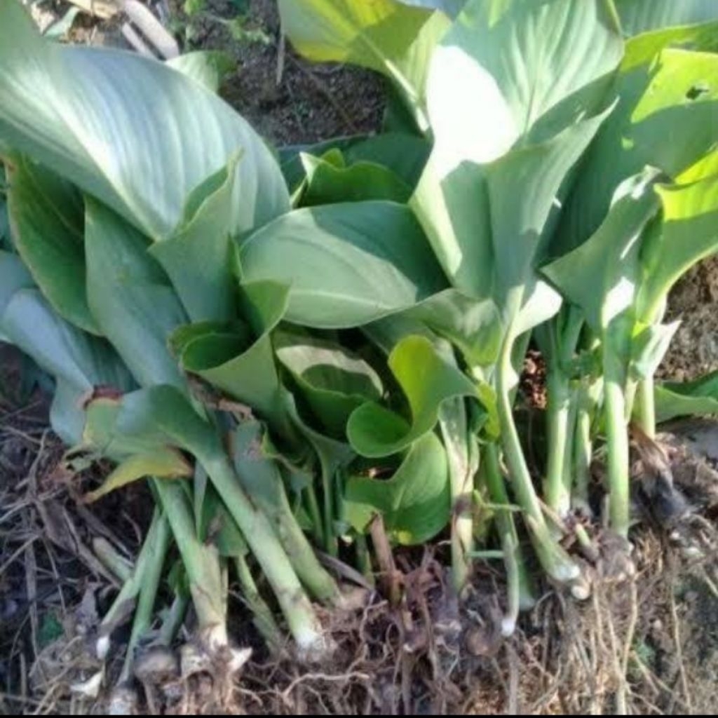 10, bibit ganyong putih Umbi ganyong putih atasi lambung