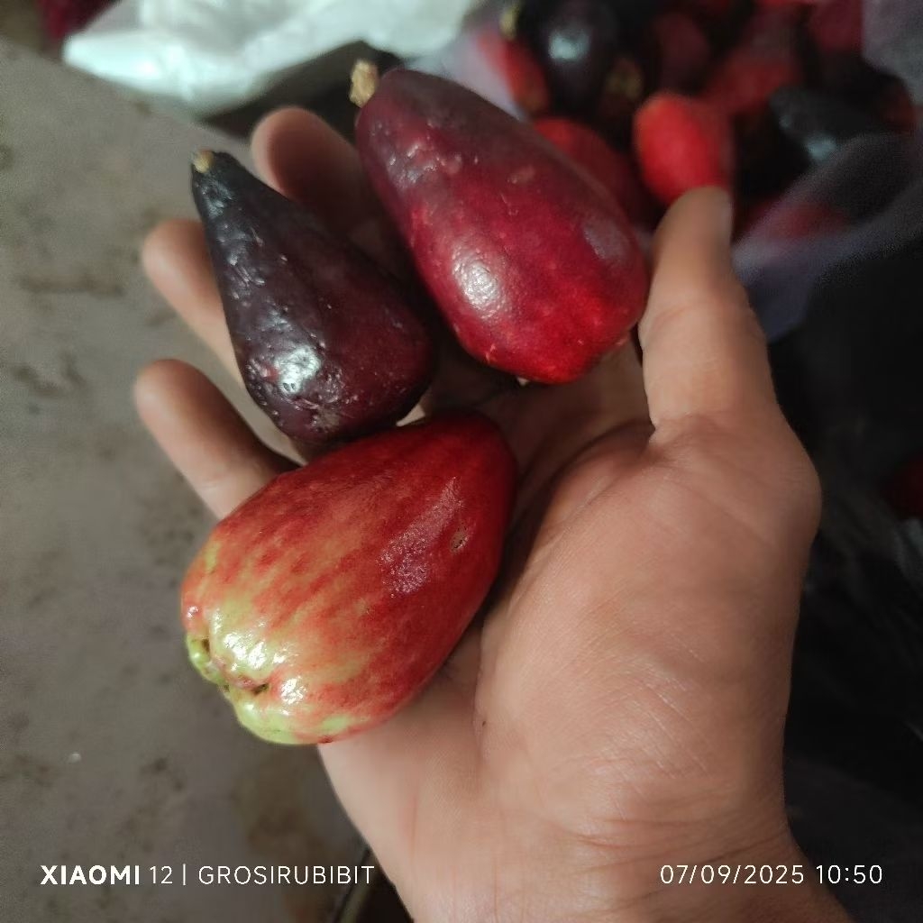 

Buah Jambu Darsono Fresh baru petik untuk ibu hamil