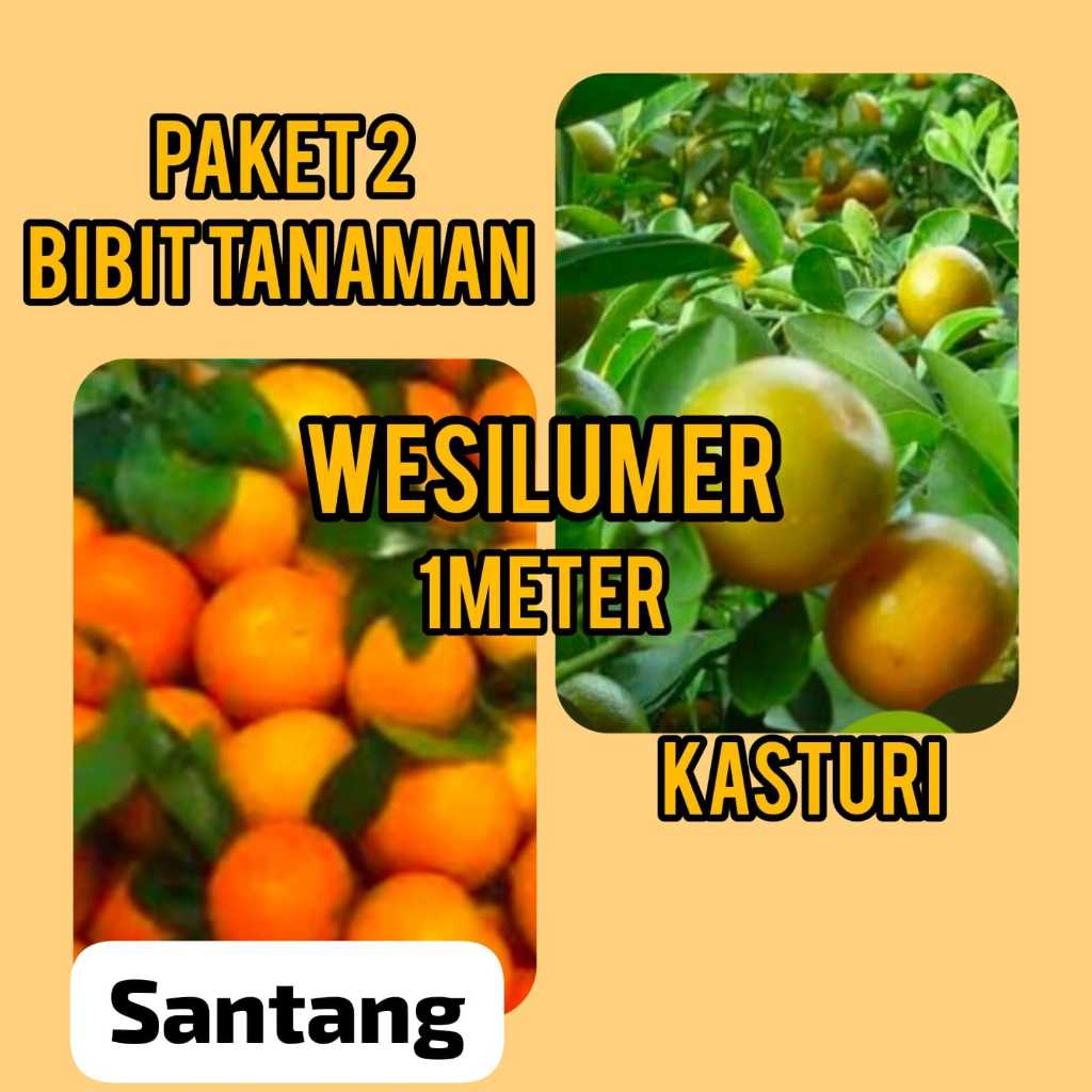 Paket 2 Bibit Jeruk 1 Meter ( Santang Madu, Kasturi )