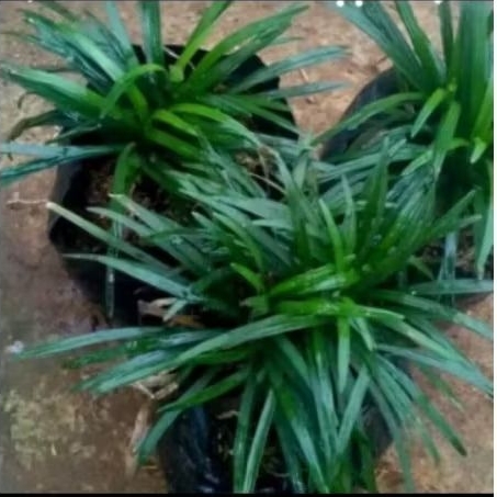 Tanaman hias kucai mini _ tanaman hias mini