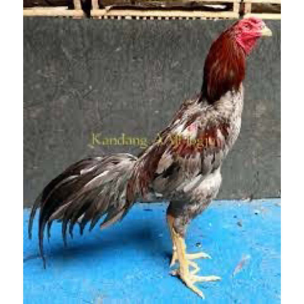 TELUR FERTIL AYAM BIRMA UNTUK DITETASKAN