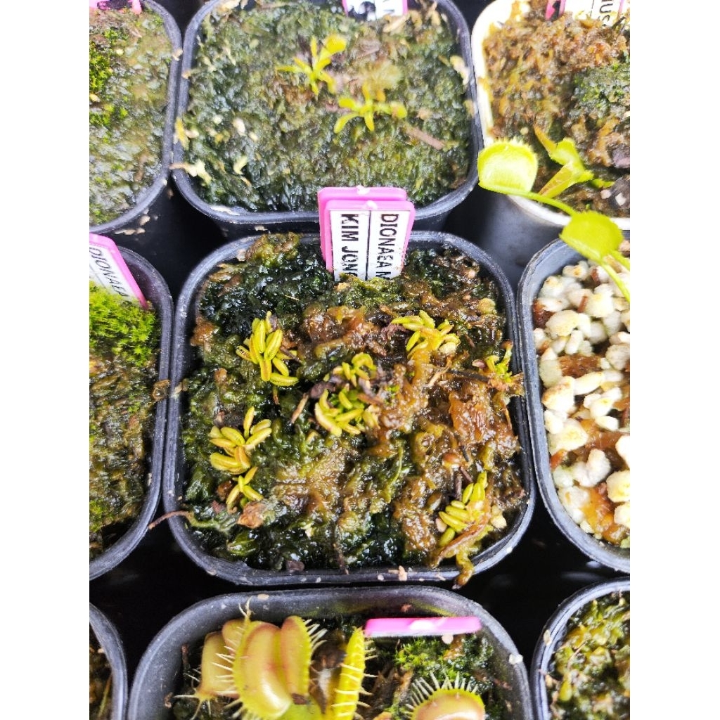 Dionaea Muscipula Kim Jong il/Venus flytrap