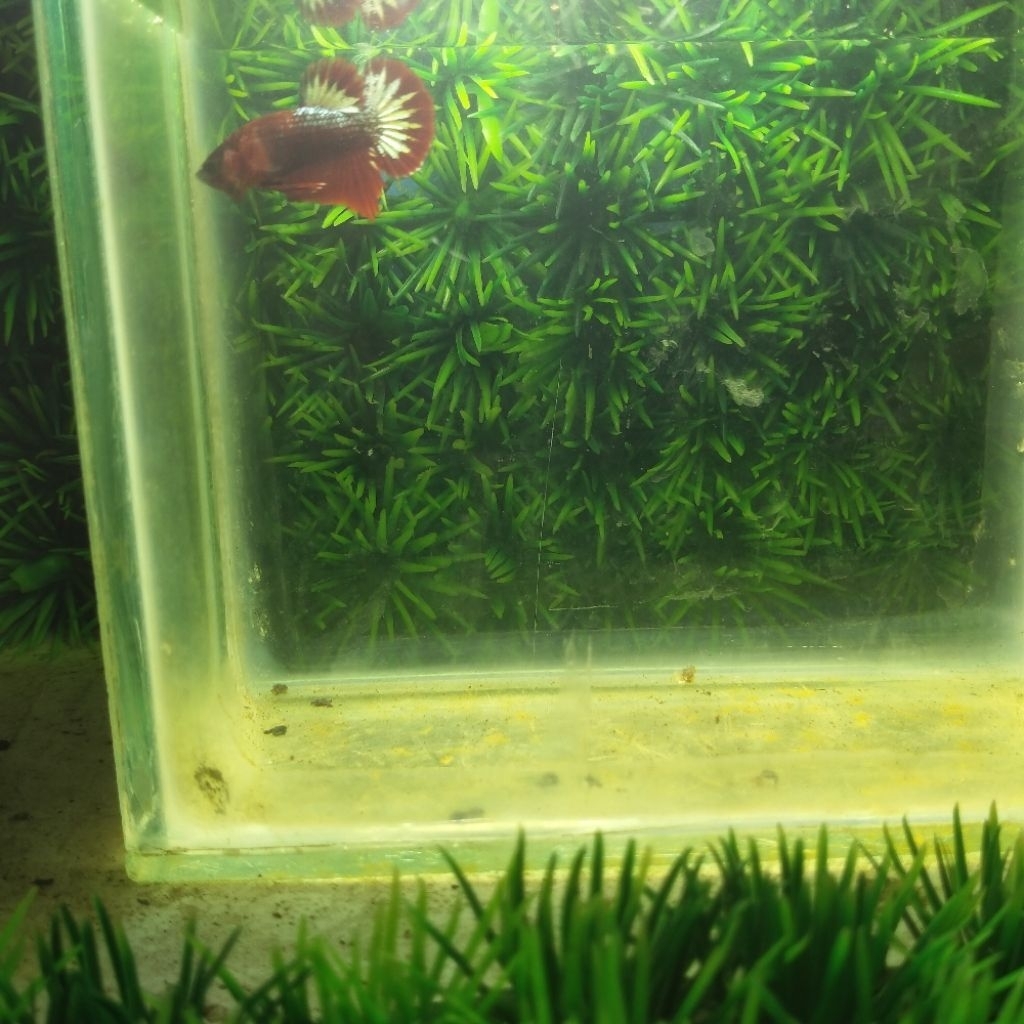 Cupang Male Fccp Army