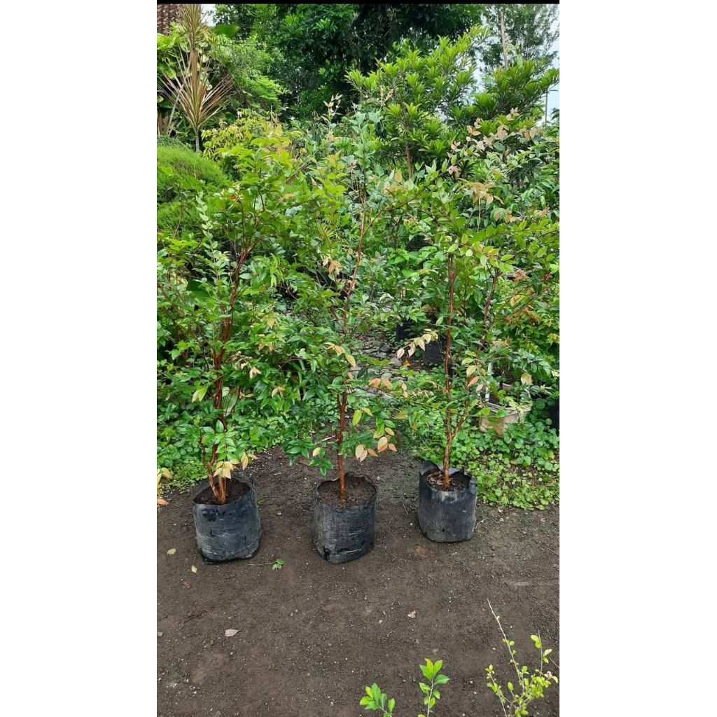 Ready stokck banyak kakak bibit anggur pohon brazil kondisi sudah berbunga lebat dan siap berbuah is