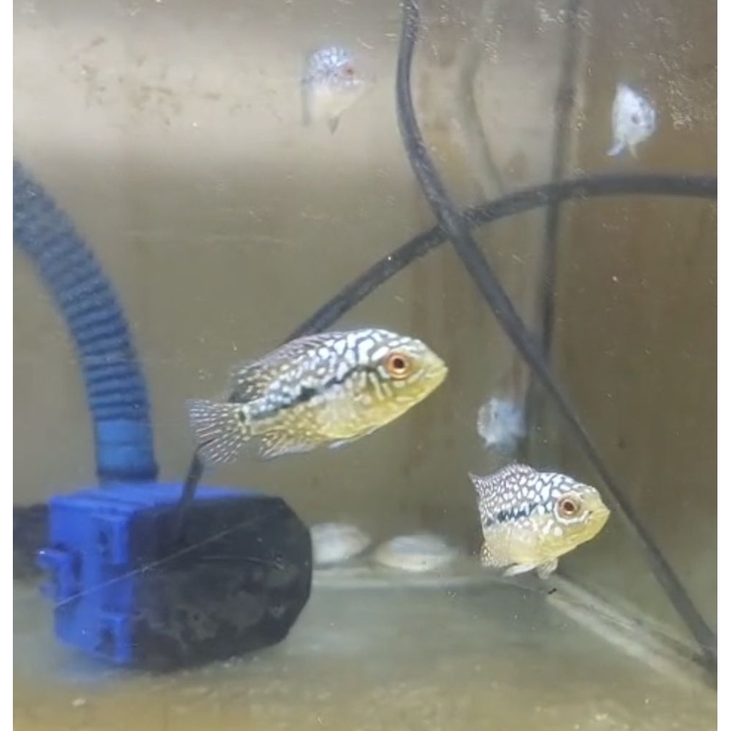 miniatur louhan kamfa f3 ori thailand