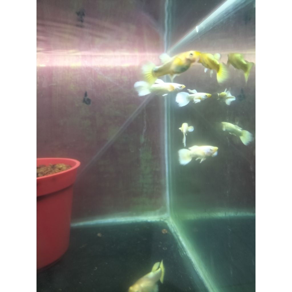 

STICKER CUSTOM GUPPY FULL GOLD