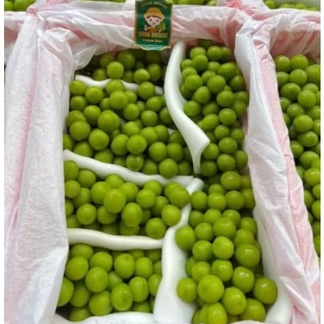 

Buah Anggur Shine Muscat good Per 1 Bok krat